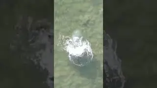 Giant fish follows and hits my lure!! #youtubeshorts #shorts #fishing #fish #fyp #giant