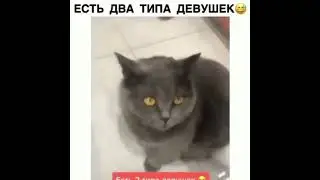 понимаю #рек#shorts #приколы#мемы #коты #юмор #foryou