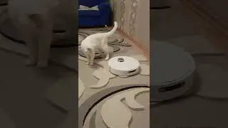 Нападение на кота 🙀