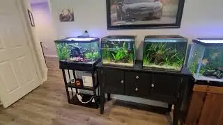 My home aquariums
