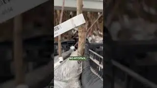 ❤️ Плюсы посадки колоновидных яблонь на вашем участке?