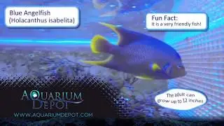 Blue Angelfish - Graceful and Beautiful