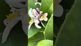 This little bee is here to share that I have an episode on cozy gaming up on my podcast!