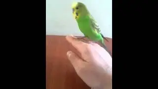 (Şapşik) konuşan muhabbet kuşu 2