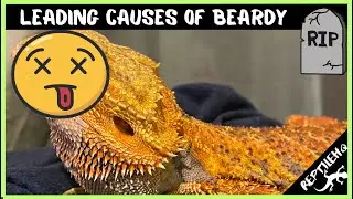 The Leading Causes of Bearded Dragon Mortality!