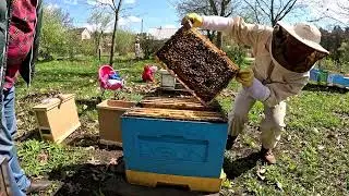 Клиент приехал за пчёлами #пчеловодство #пасека #бизнес