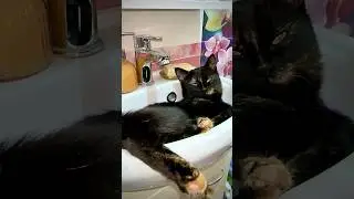 Так спасаемся от жары 😸🙃 #shortvideo #shortsvideo #video #animals #cat #youtubeshorts