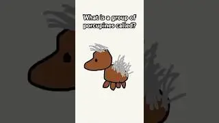 What is a Group of Porcupines Called? #shorts #animation