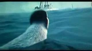 Happy Feet-Killer Whales