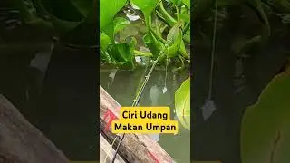 Ciri udang Besar makan Umpan#udanggalah #udanggalahbesar #udanggalahbabon