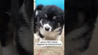 Щенки Березники🐶