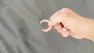 ЗАВЁЛ ПОРОДИСТЫХ КУРЕЙ