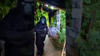 They got a huge scare 😳🦍