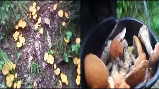 Грибные места в Подмосковье!