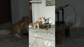 Doggy in singing competition #doggyinsingingcompetition #doginsingingcompetition #dogsmusicrecording