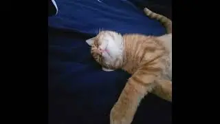 Sleepy Tigger, Waking Tigger