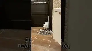 Почему котик будит вас по утрам?