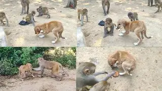 बंदर की चतुराई देखियें, रोना 😥 आ जायेगा वीडियो देख कर #monkey #vs #dog #puppy