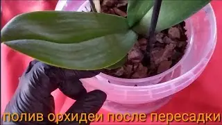 Как правильно поливать орхидею первый раз, после пересадки.