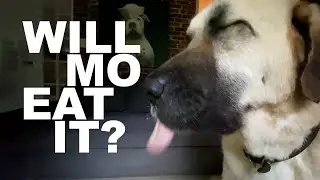 Dog Food Challenge - Will Mo Eat it