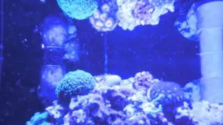 Cleaner Shrimp Spawned