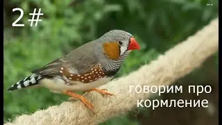 Мои зебровые амадины: Говорим про кормление...