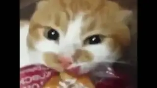 Голодный кот