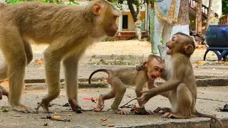 Monkey Loura tells monkey Sarika that I just play with baby monkey Saro.