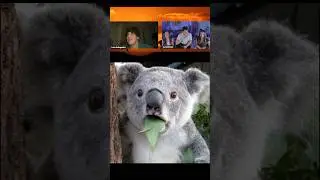 Perché i Koala mangiano l’Eucalipto🇦🇺🐨 #twitchitalia #shorts #koala