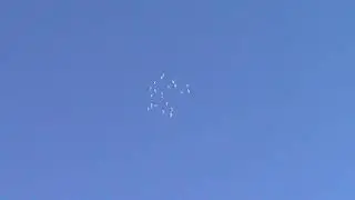 Пермские голуби, утренний полет