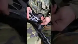 Кастрация ягнят закрытым способом.