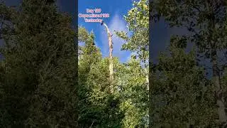 Tree Watch , Day 129 , yes I missed a day,  oops. Peanut Butter Club Diary