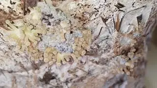 Почему грибы не растут?!Грибы без добавок.