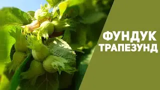 Фундук Трапезунд Крымский |  отчёт на 1 июня.