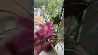 Он зацвел мой розовый Зефирантес.