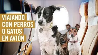 Como viajar con tu perro o gato en avión