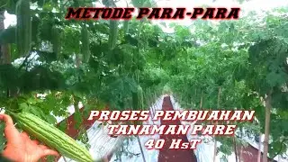 Tanaman Pare Dulcof1 vs Yunan [Metode Para Para]