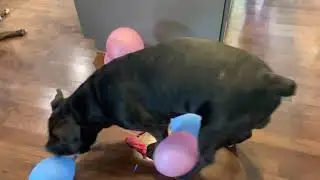 Cane Corso Balloon Pop!