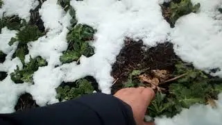 рапс под снежник))) 28.03.2019