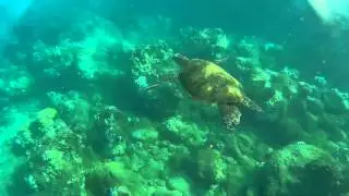 Snorkeling @ Hawaii
