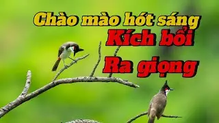 chào mào hót sáng | kích chim bổi ra giọng | luyện giọng chào mào
