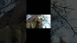 Дерево поглощает табличку охотхозяйства #shorts