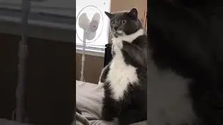 котик учится танцевать
