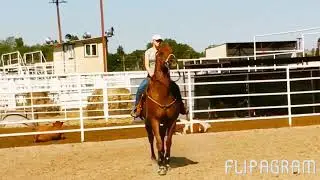~HORSE EDIT~ Trying horses adventure!! READ DESCRIPTION!!
