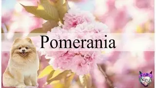 Pomeranian- Un poco de información