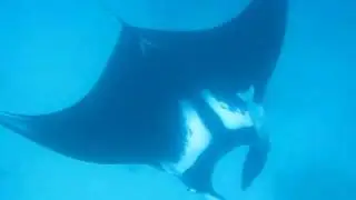 Pacific Manta, look at the remoras, they are like torpedoes, on the the back, one at the chest