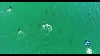 Huge Pod of Dolphins Drone Aerial View