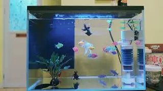 Unbelievable! This Aquarium Could Be the Ultimate Stress Reliever! The Lights Can Be Adjusted to ...
