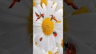 Для тебя! Красивые полевые цветы.