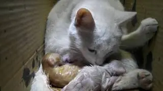 Cat giving birth. Precise moment when she delivers the pussycat